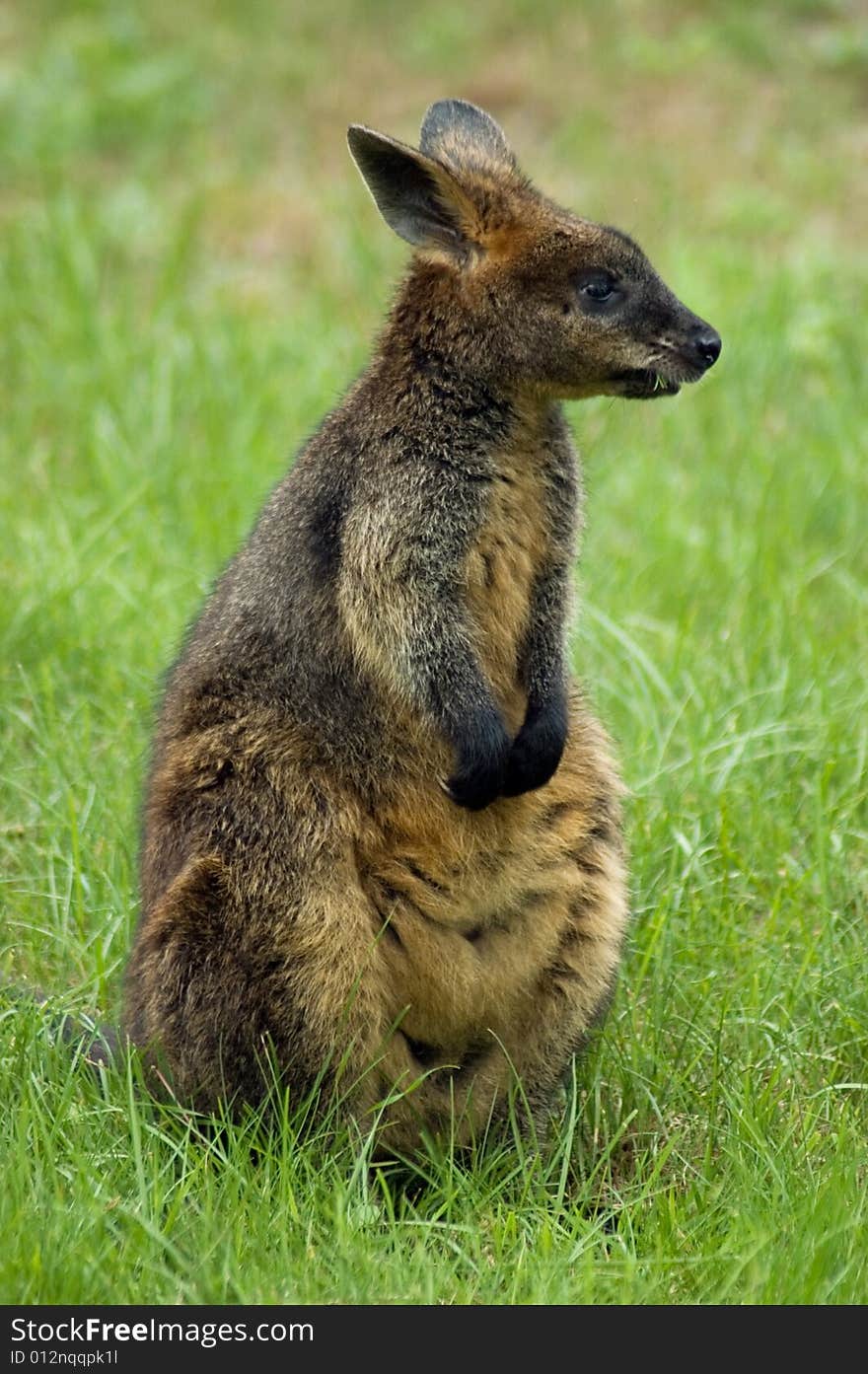 Kangaroo