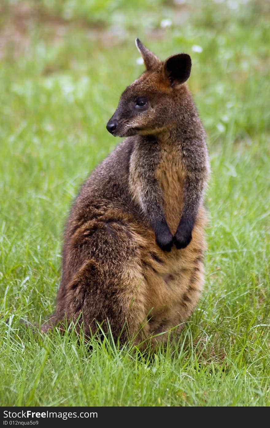 Kangaroo