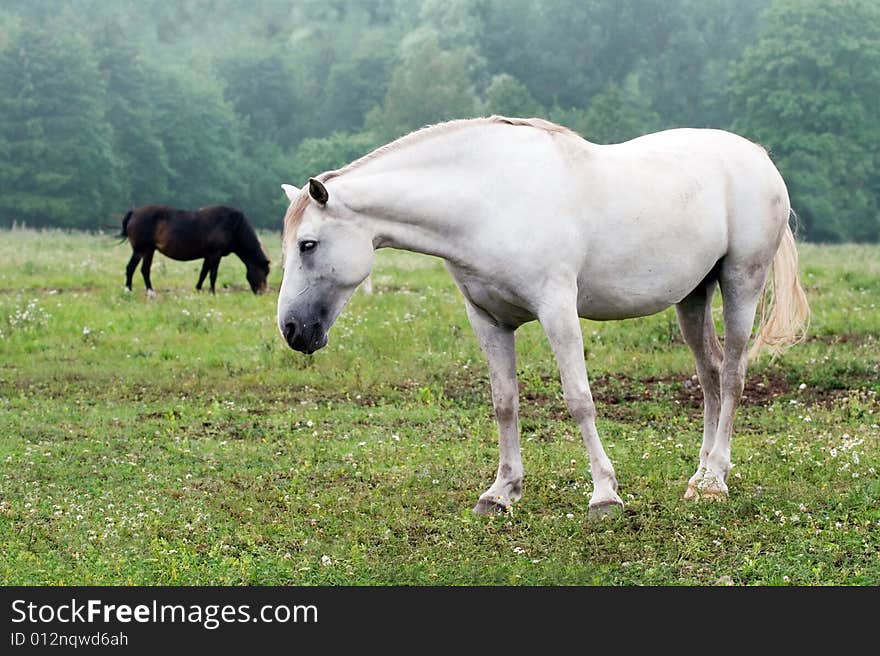 White horses on a grass field