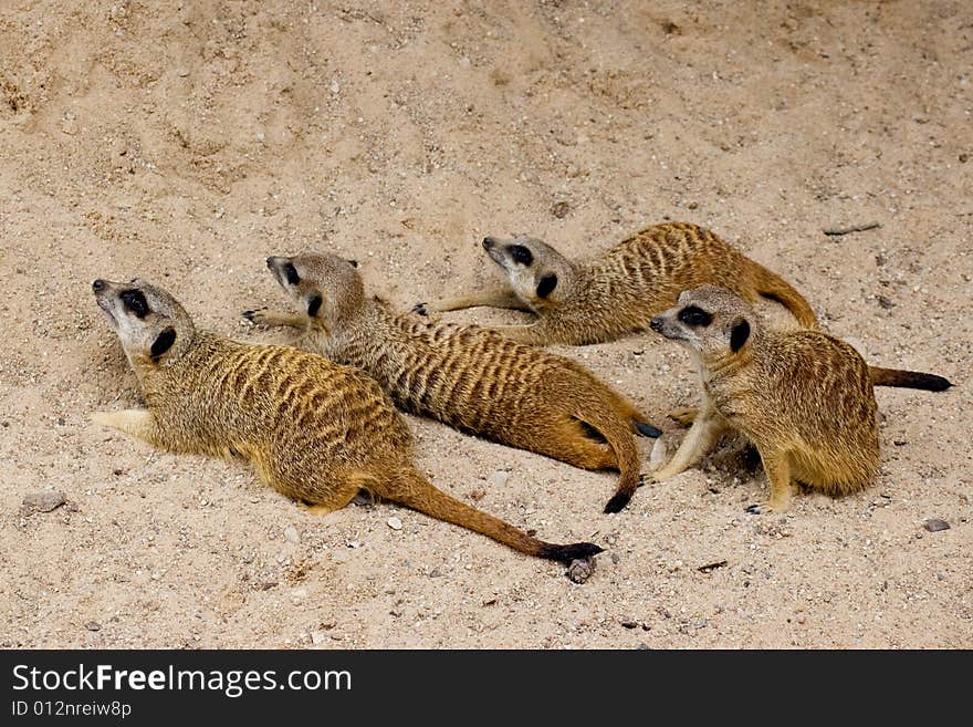 Meercats (suricate)