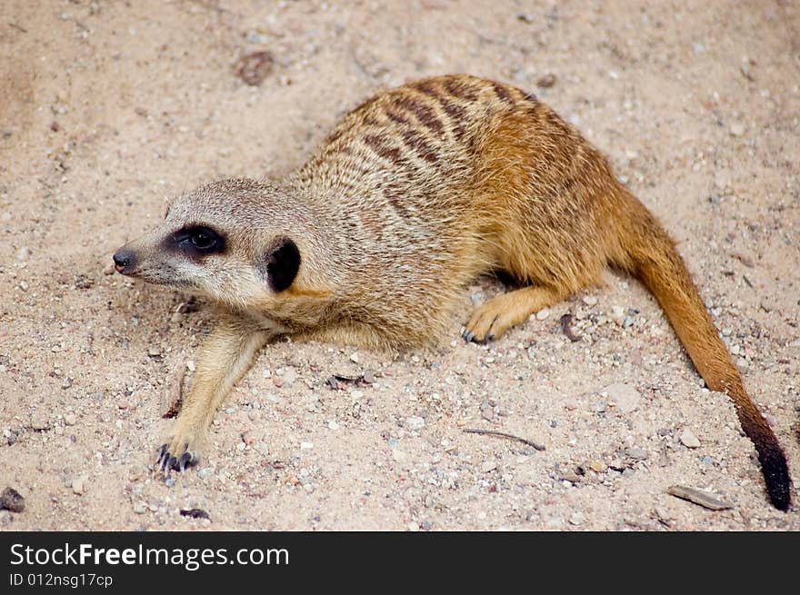 Meercat (suricate)