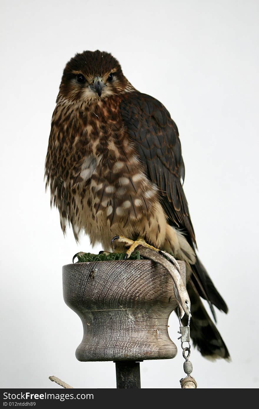 Majestic Merlin - Bird of Prey