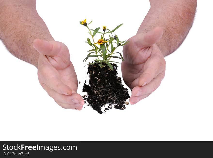 Small seedling flower