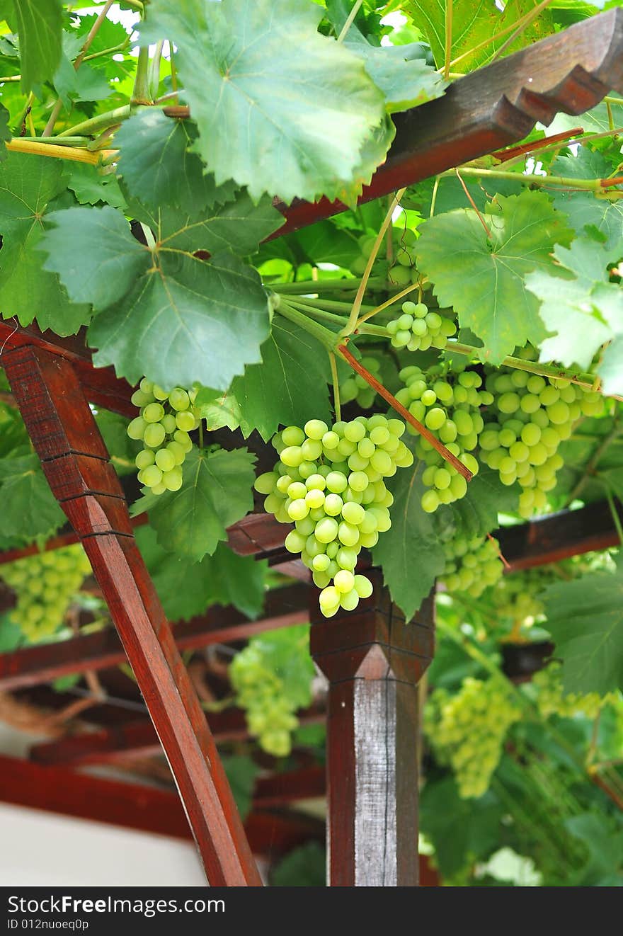 Bunches of  a white grapes. Bunches of  a white grapes