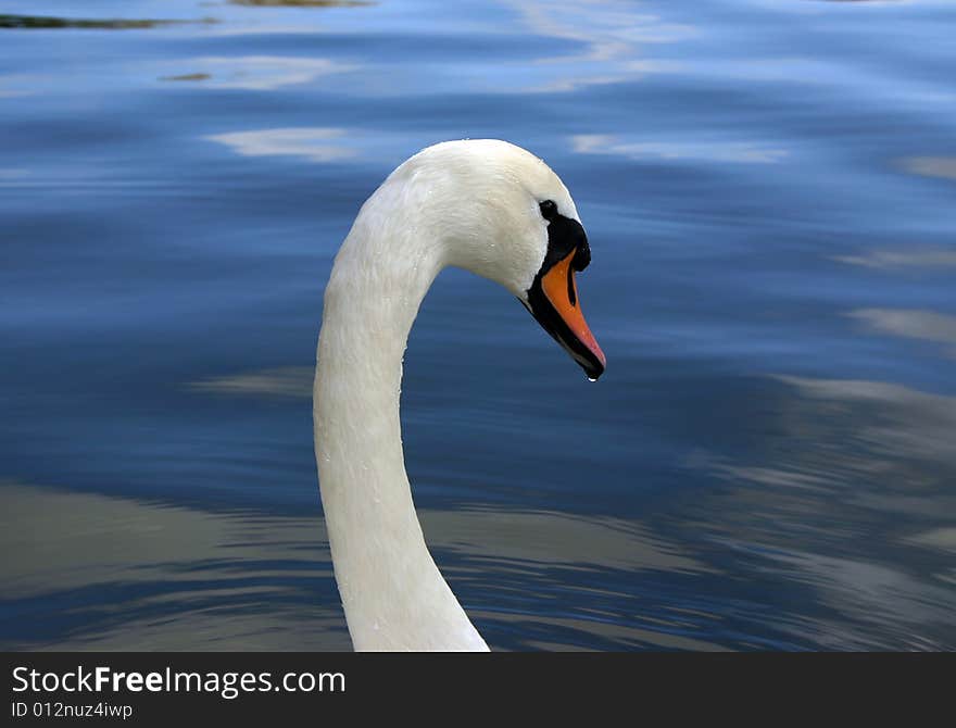 Swan with Water Droplet on Beak. Swan with Water Droplet on Beak