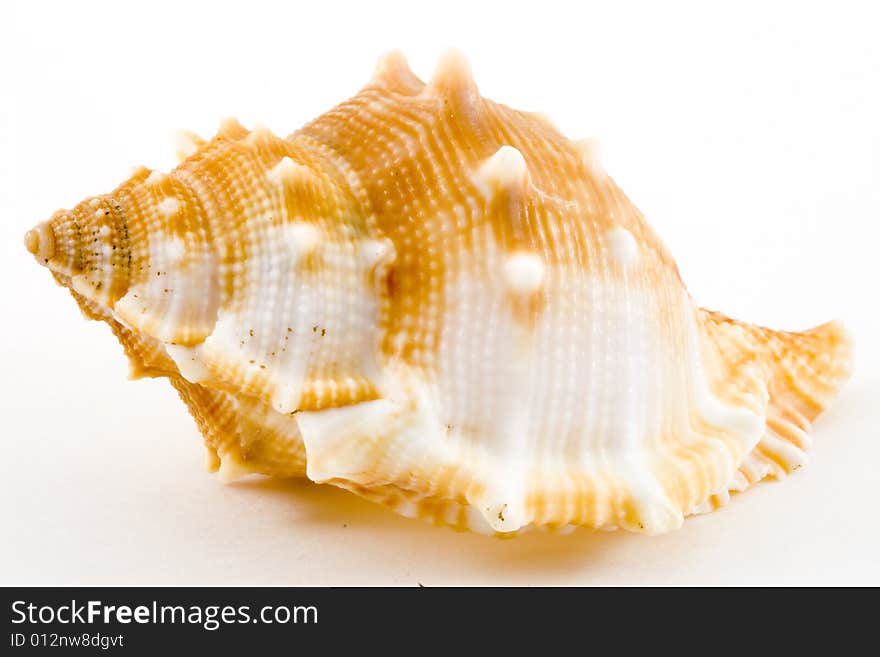 Detail of a conch on the white background