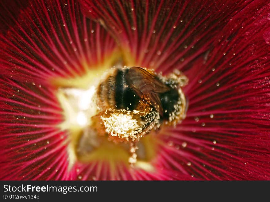 Bumble Bee in Red Flower. Bumble Bee in Red Flower