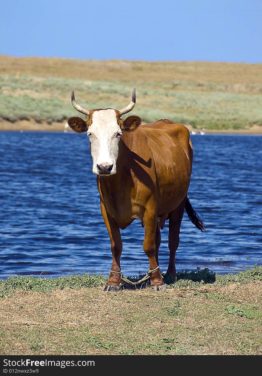 Brown Cow