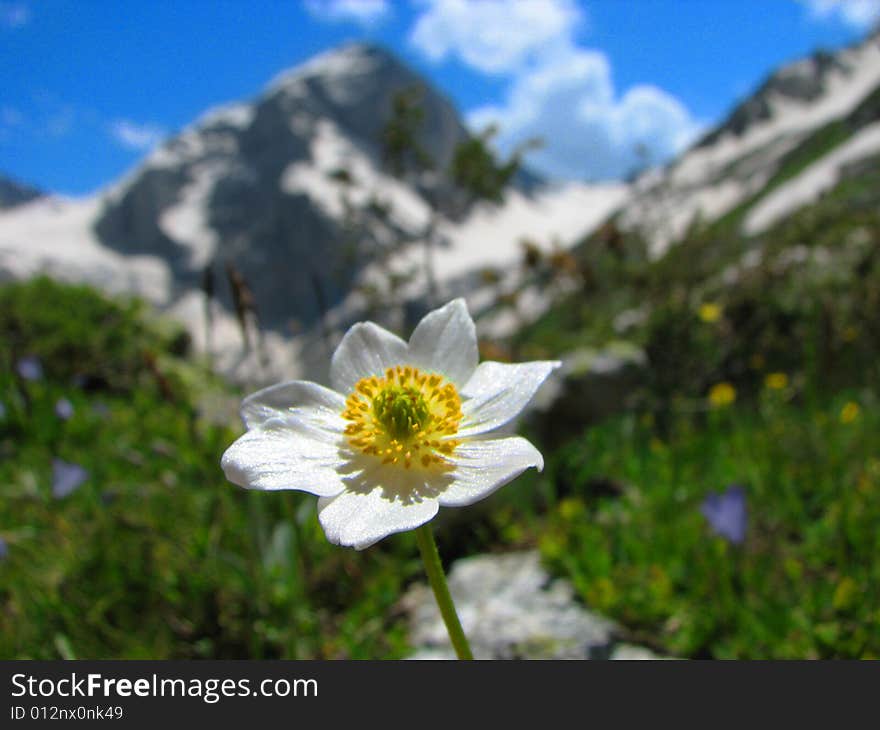 Flower view in perspective in a mount