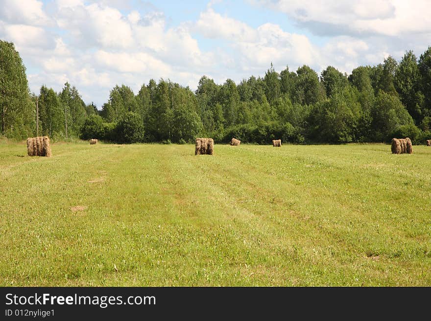 The rural landscape, swaths in the field.  Russia