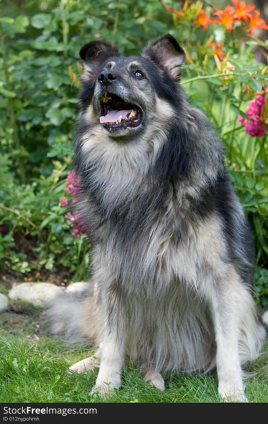 Dog looking on the sky with its years up and mouth open. Dog looking on the sky with its years up and mouth open