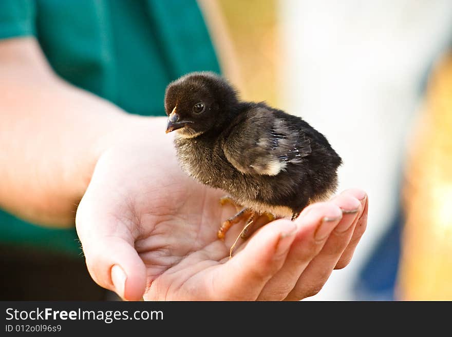 Young baby chicken sitting and someones hand