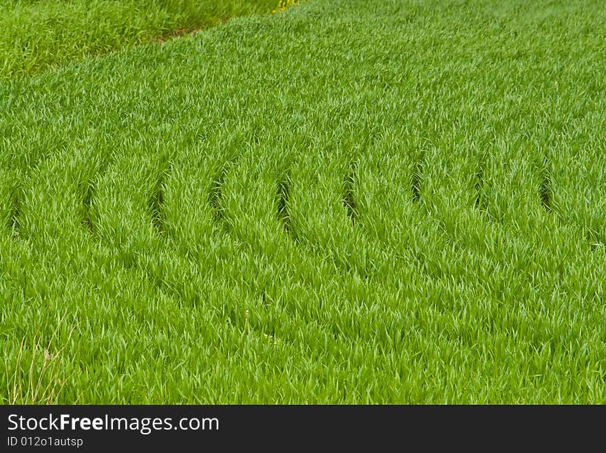 Farmers green field growing for harvest time