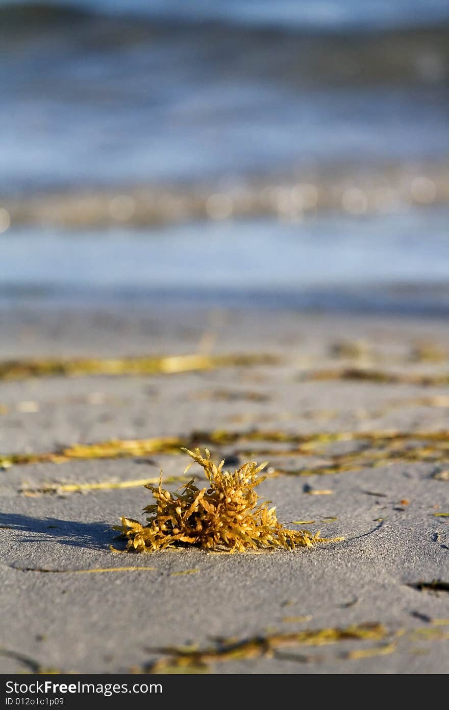 Seaweeds on the sand with waives of the Atlantic Ocean in the background. Seaweeds on the sand with waives of the Atlantic Ocean in the background.