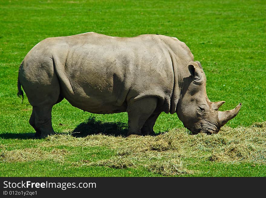 Big hungry rhinoceros eating lots of grass. Big hungry rhinoceros eating lots of grass