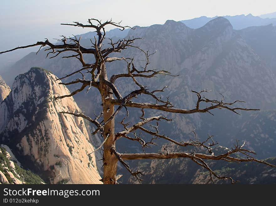 A single dry tree and blue mountain. A single dry tree and blue mountain