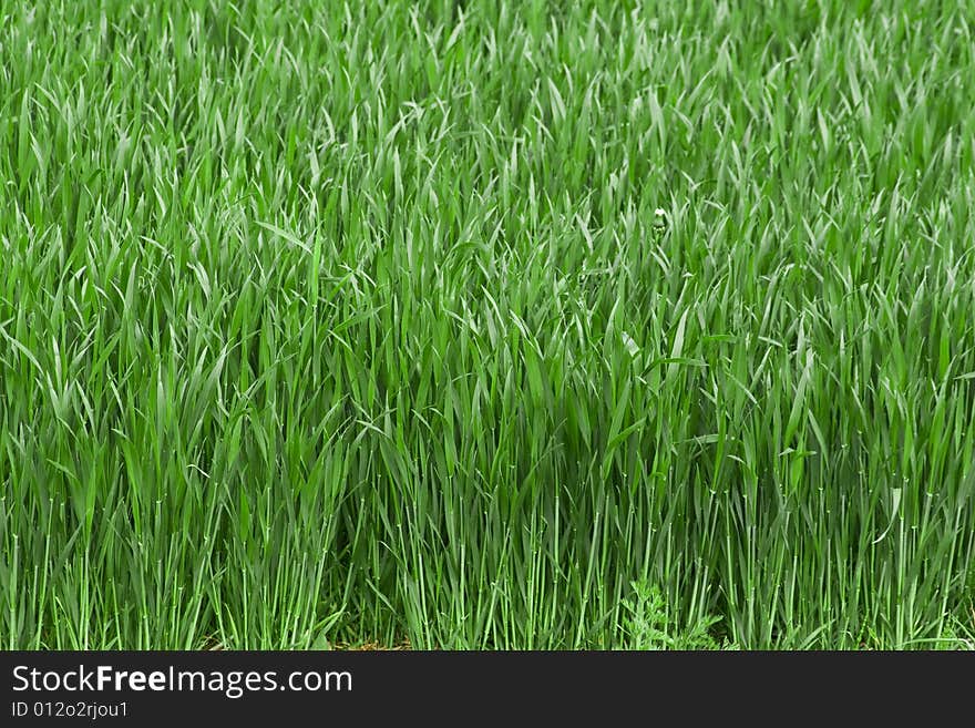 Farmers green field growing for harvest time