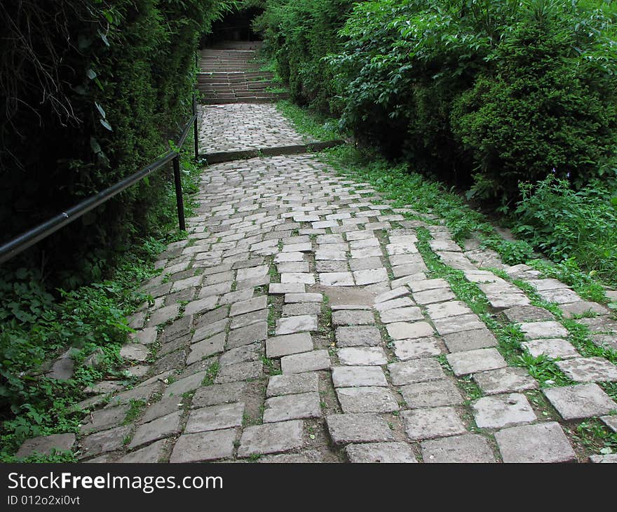 Pathway in a forest with bushes