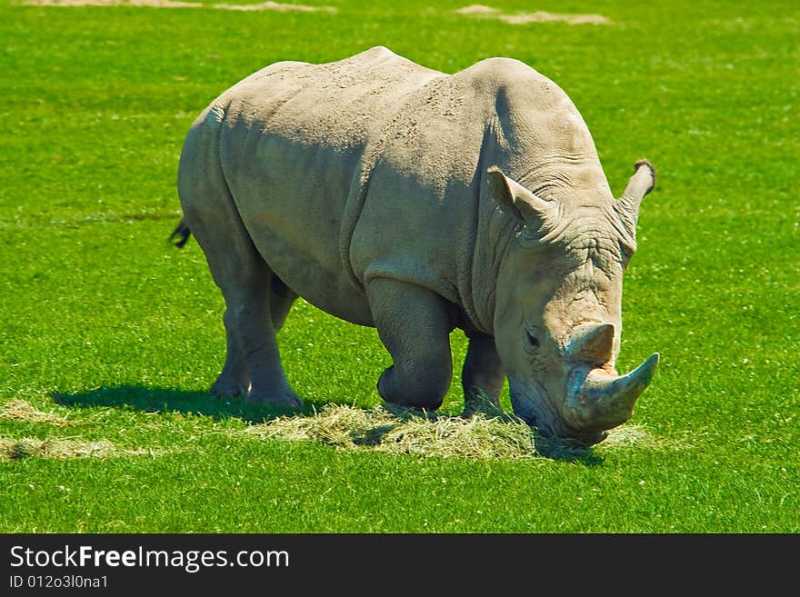 Big  hungry rhinoceros eating lots of grass. Big  hungry rhinoceros eating lots of grass