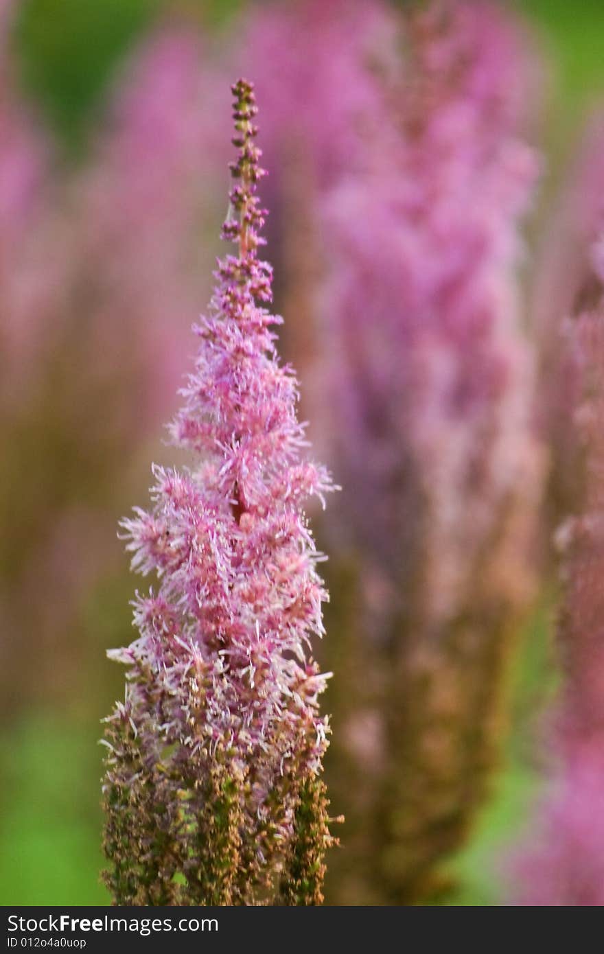 Closeup of lavender flowers