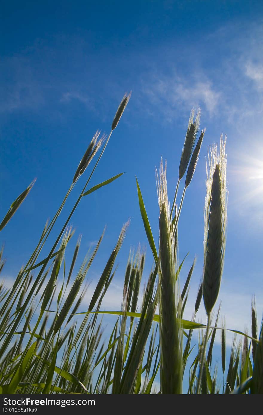 Field of Green wheat growing up