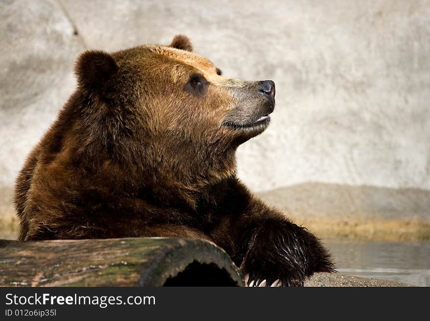 Brown Bear