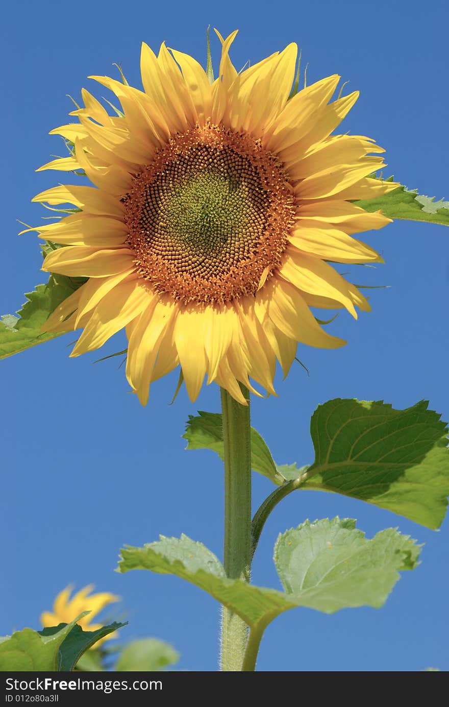 Isolated Sunflower On Blue Sky