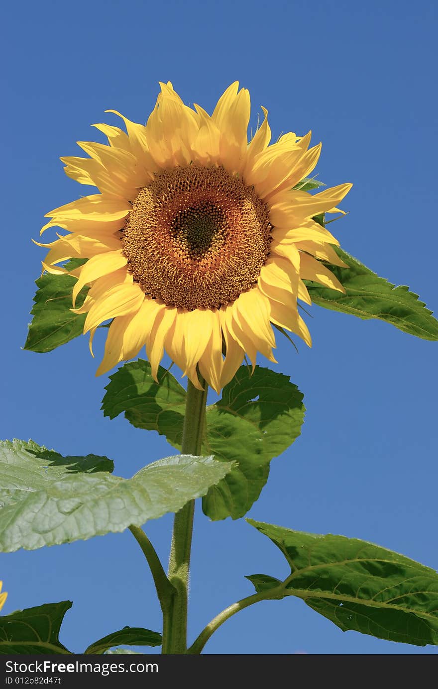 Isolated Sunflower On Blue Sky