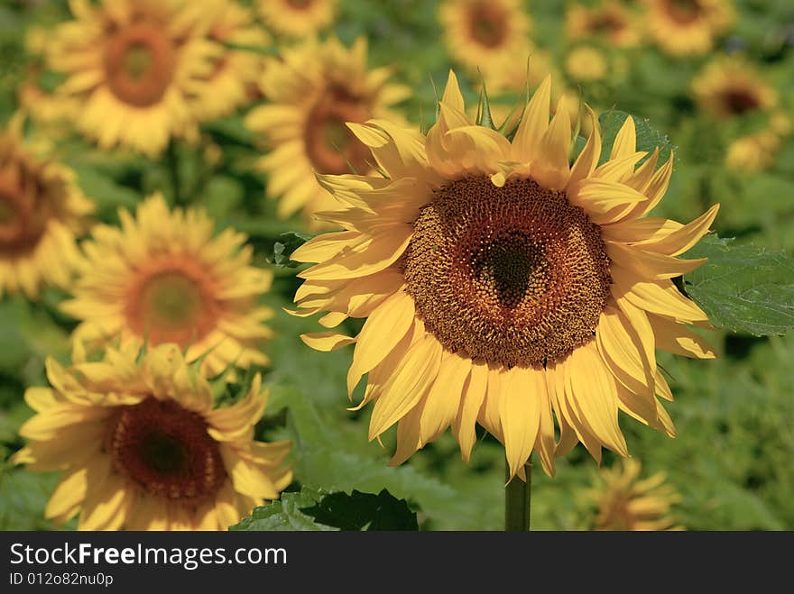 Sunflower field