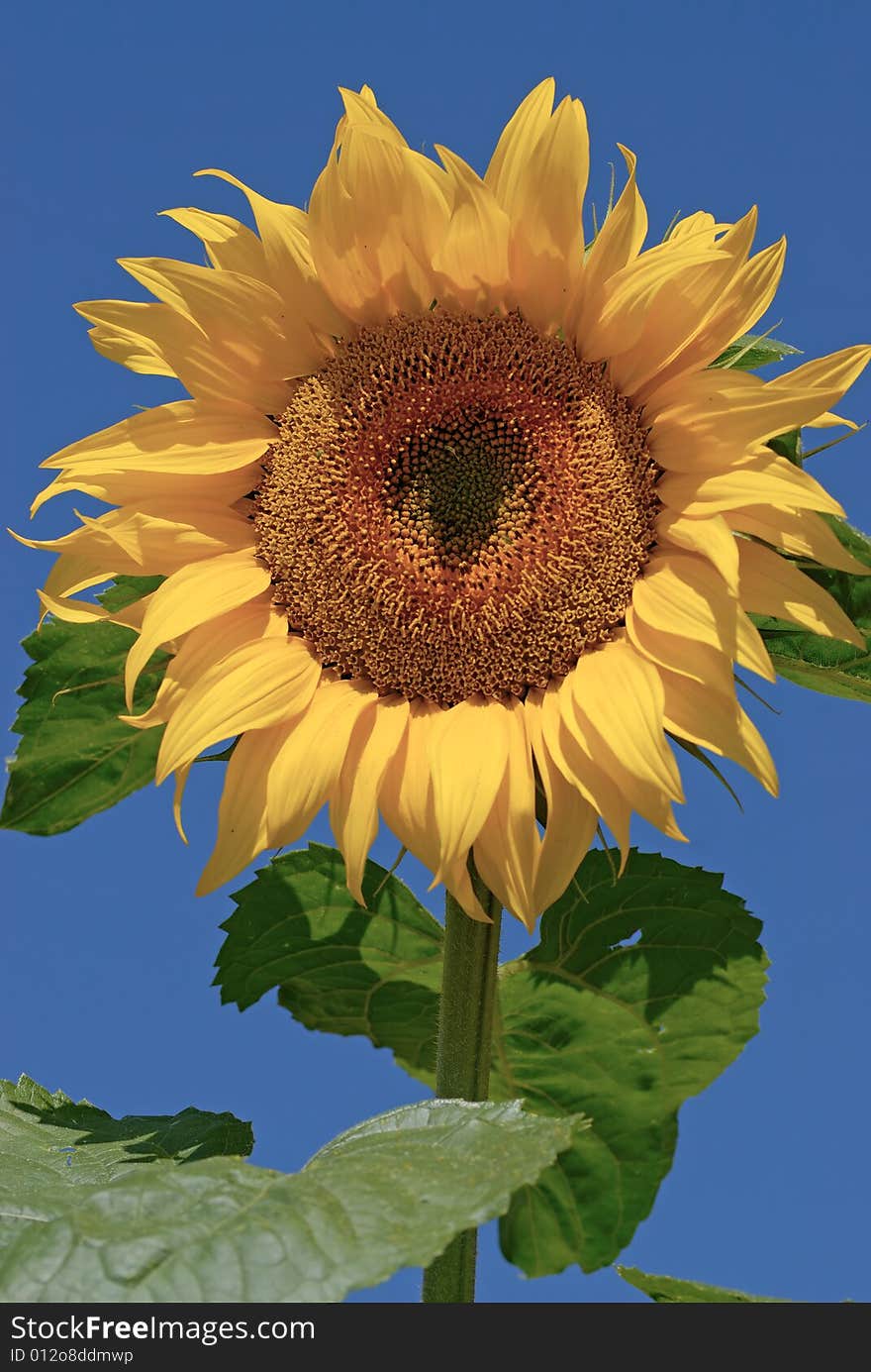 Isolated Sunflower On Blue Sky