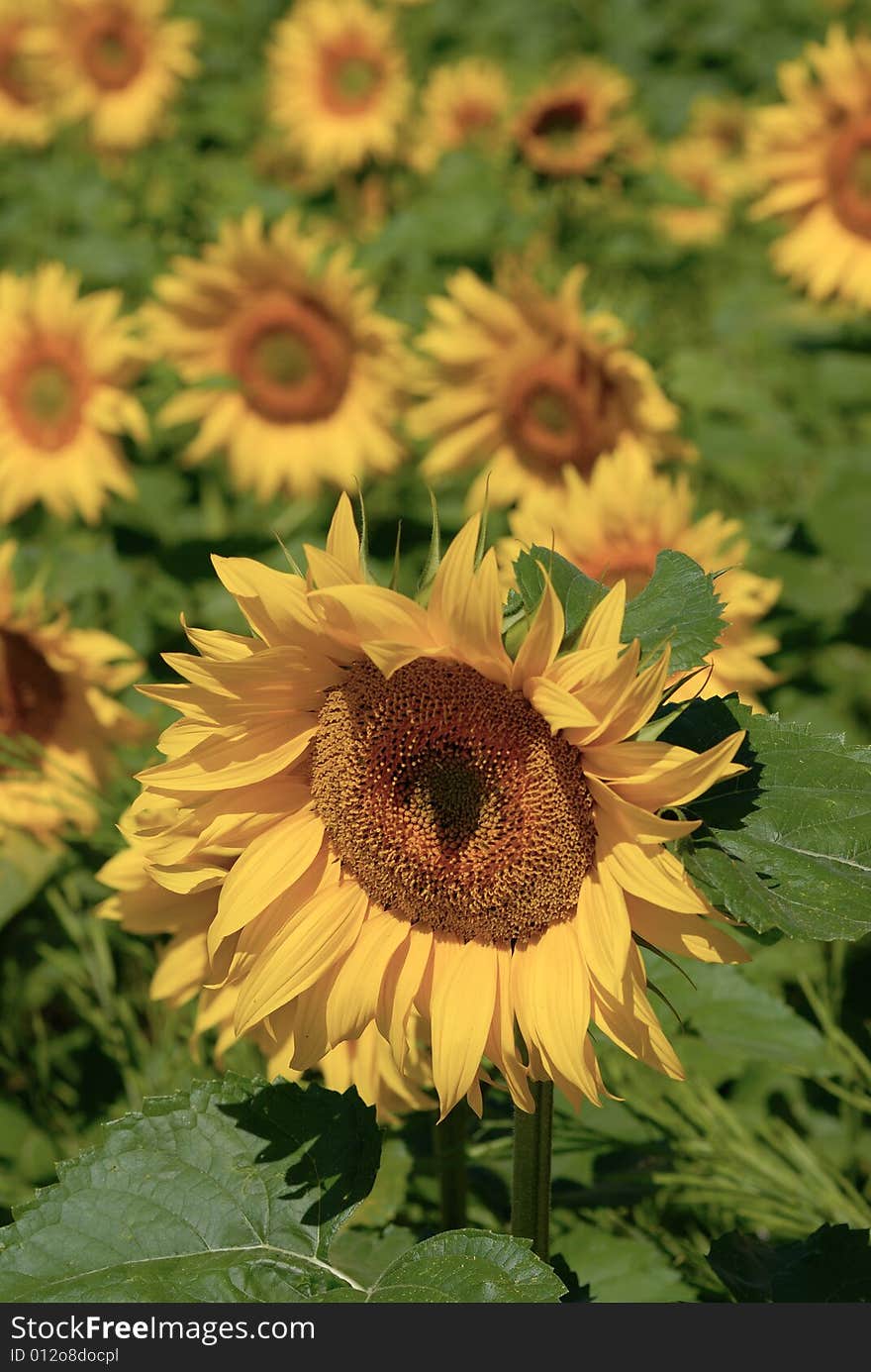 Sunflower field