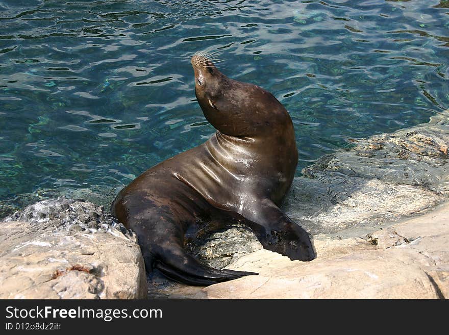 A seal is calling out to other seals while sunning and sitting on the waters edge. A seal is calling out to other seals while sunning and sitting on the waters edge.