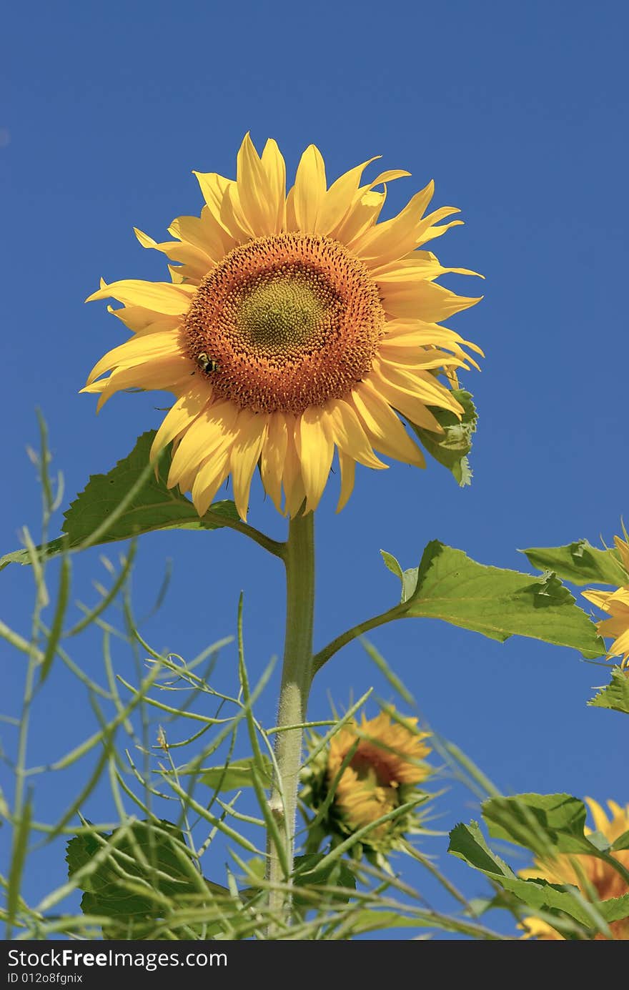 Isolated sunflower on blue sky