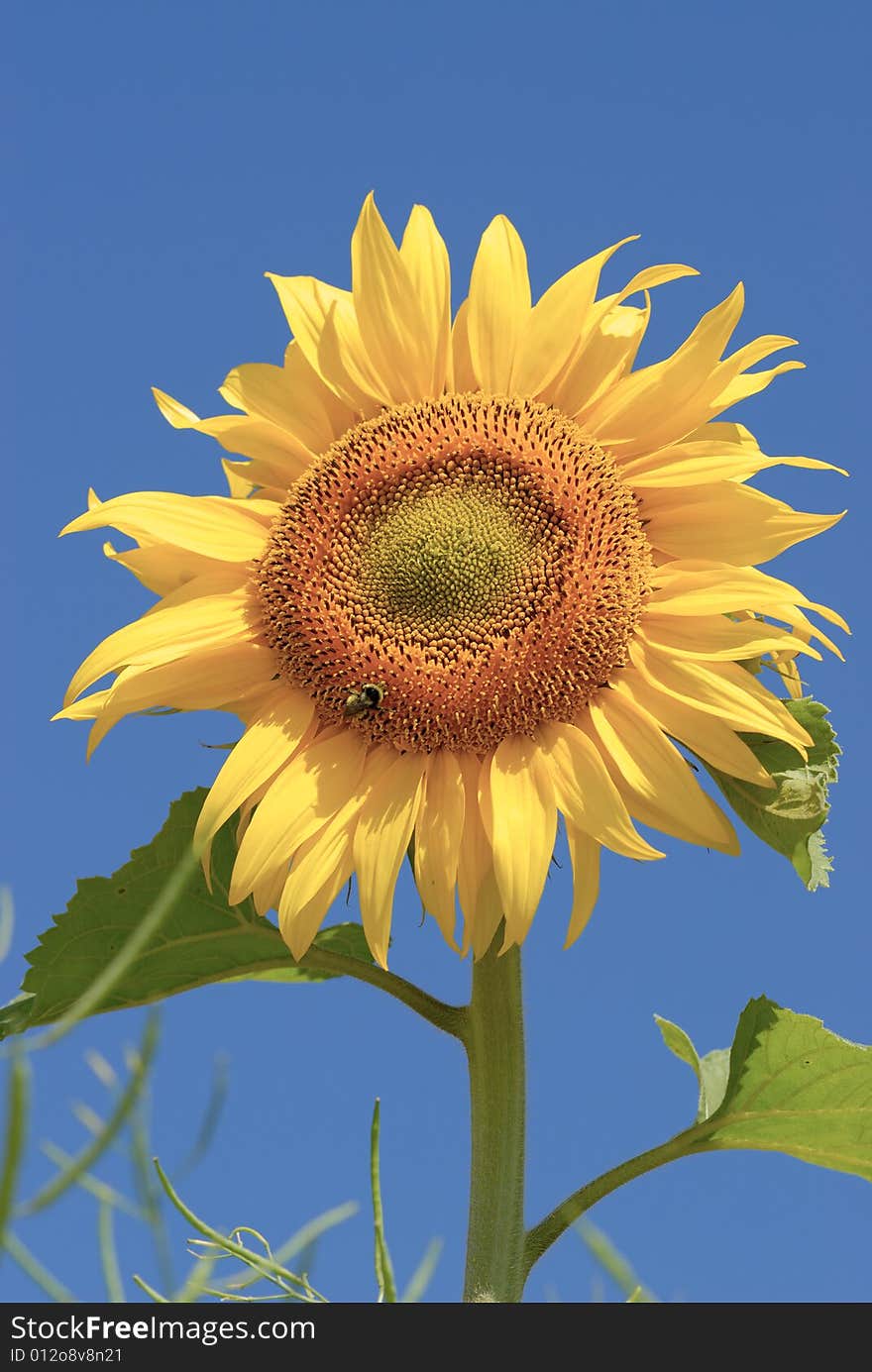 Isolated sunflower on blue sky