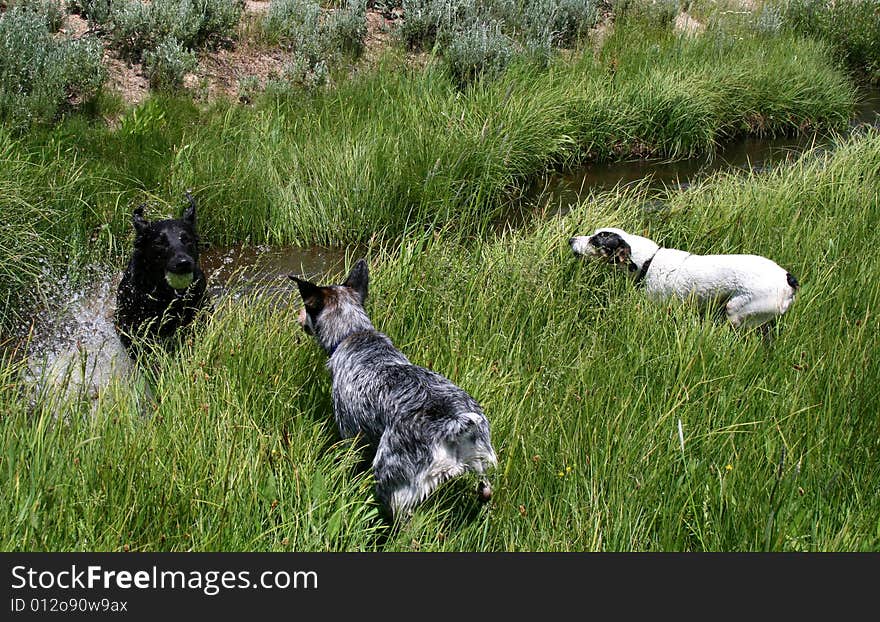 Dogs playing with ball in creek, Stanley Idaho. Dogs playing with ball in creek, Stanley Idaho