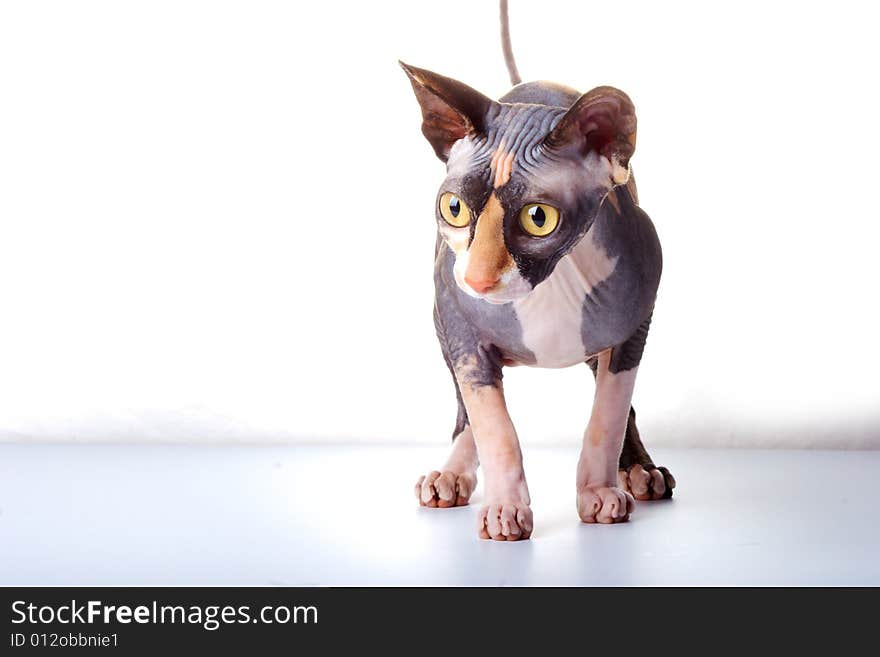 The Canadian Sphynx