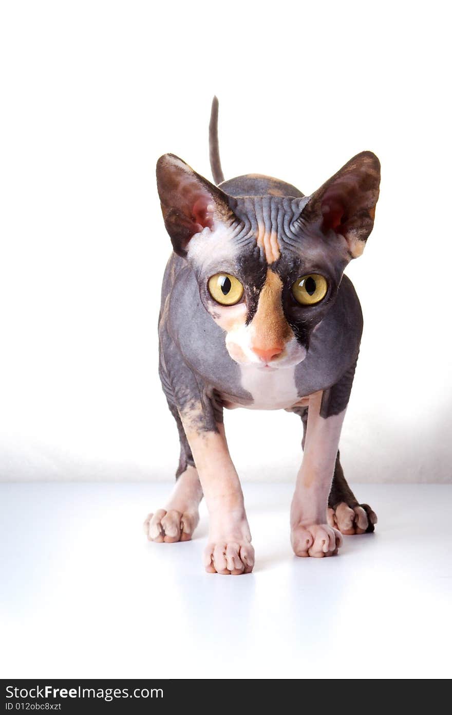 The Canadian Sphynx