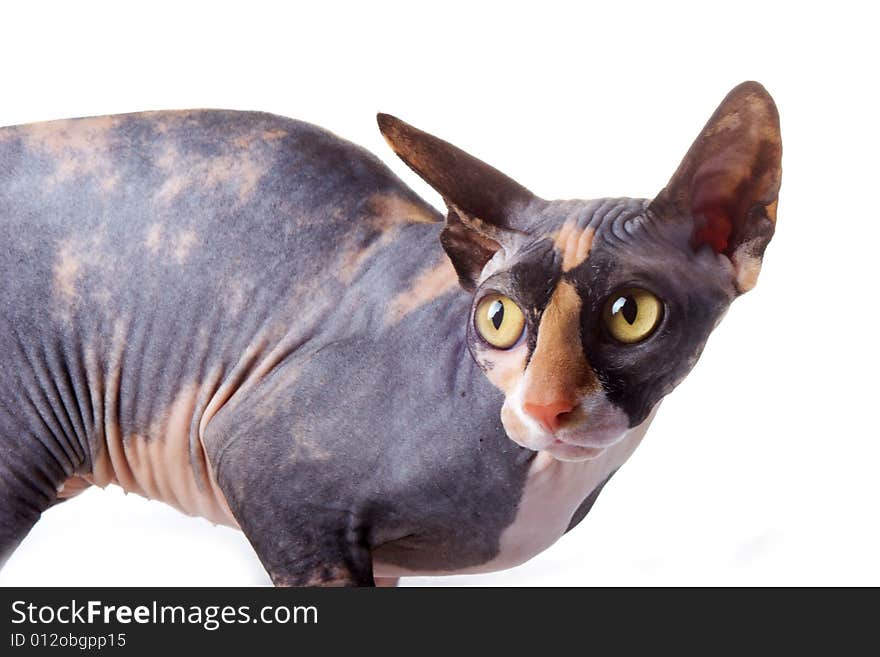 The Canadian Sphynx