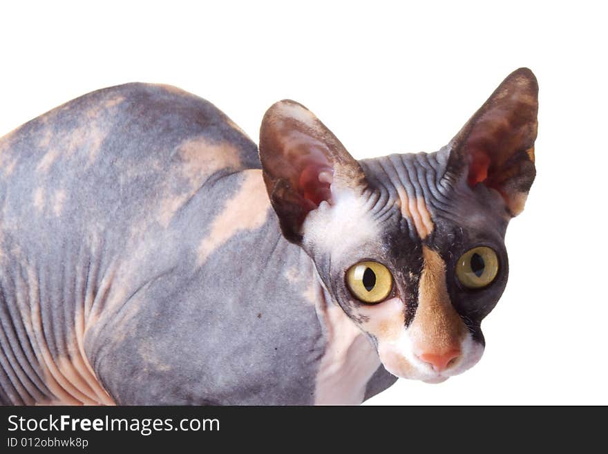 The Canadian sphynx