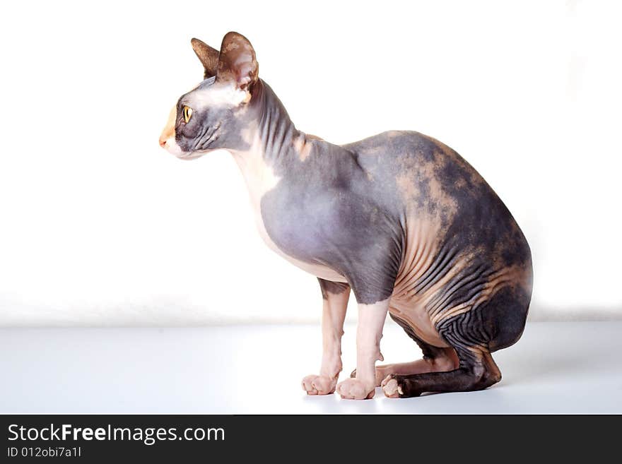 The Canadian Sphynx