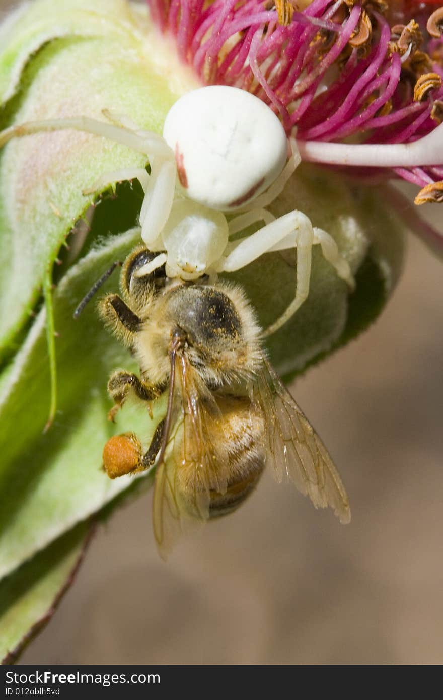 A female Goldenrod spider dangles on the side of an old rose while eating a dead bumblebee. A female Goldenrod spider dangles on the side of an old rose while eating a dead bumblebee.