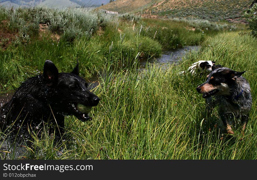 Dogs playing with ball in creek, Stanley Idaho. Dogs playing with ball in creek, Stanley Idaho