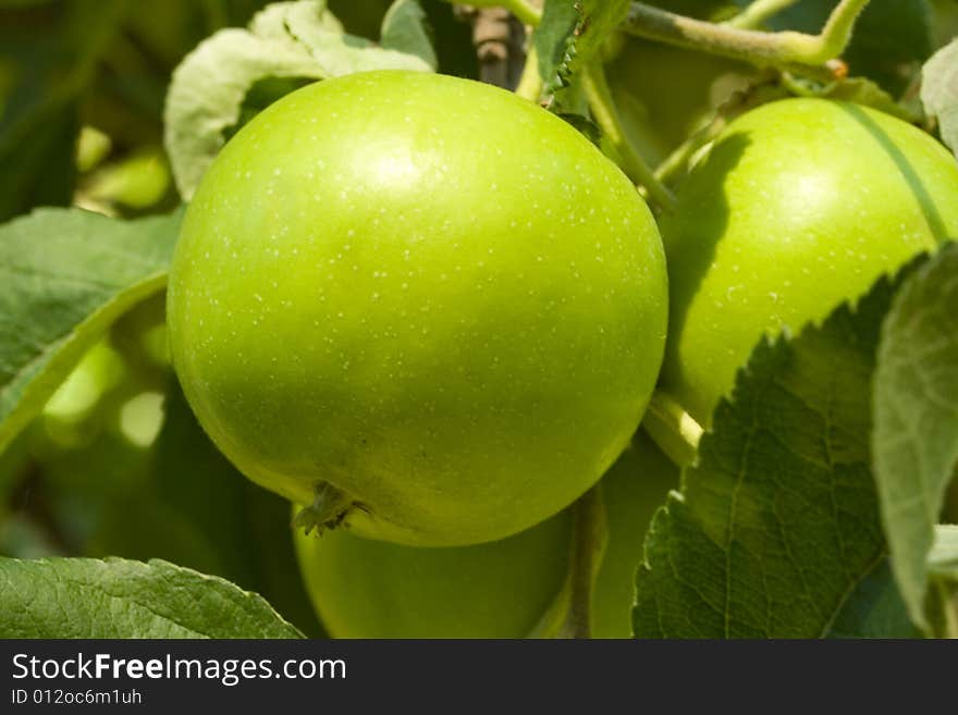 Lovely green apples bathed in sunshine hang on the tree. Lovely green apples bathed in sunshine hang on the tree.