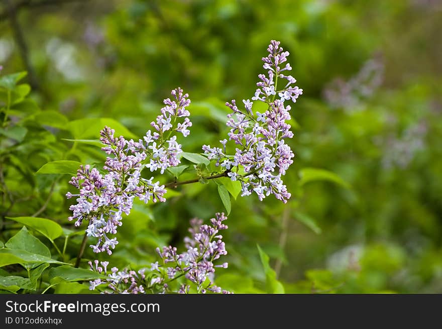 Blossoming branch of a lilac against the nature