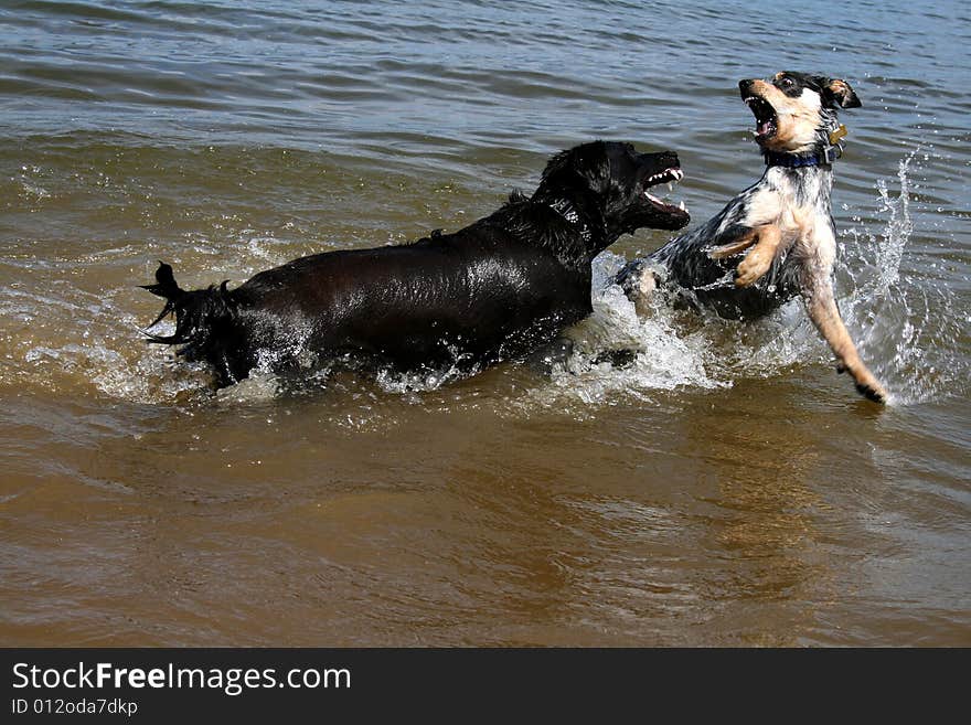 Dogs wrestling in lake for fun. Dogs wrestling in lake for fun