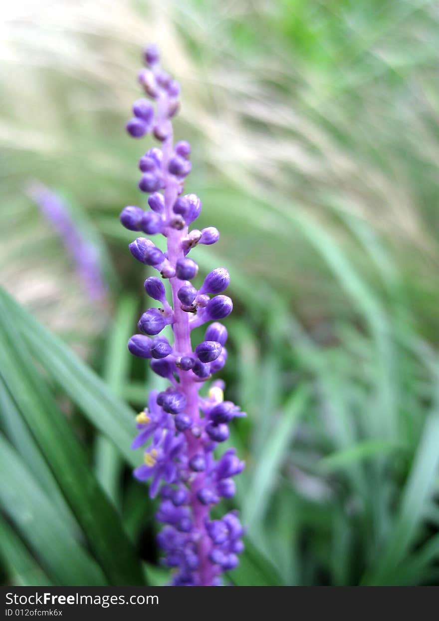 Close up for lavender in a bush