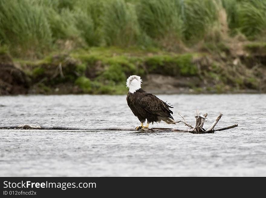 Bald Eagle Sitting In River