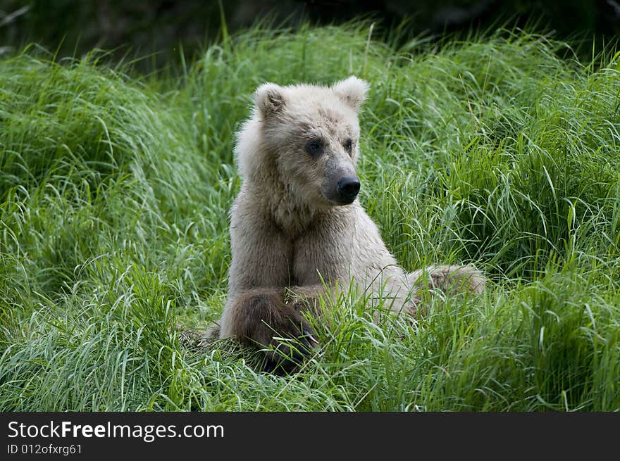 Brown Bear sitting on river bank