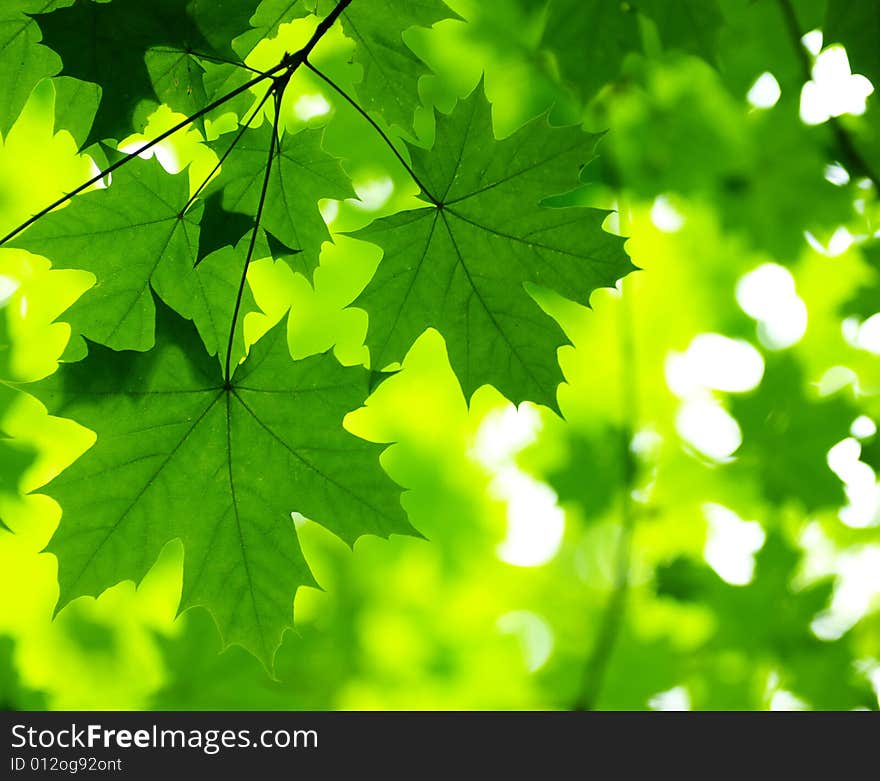 Green leaves background in sunny day