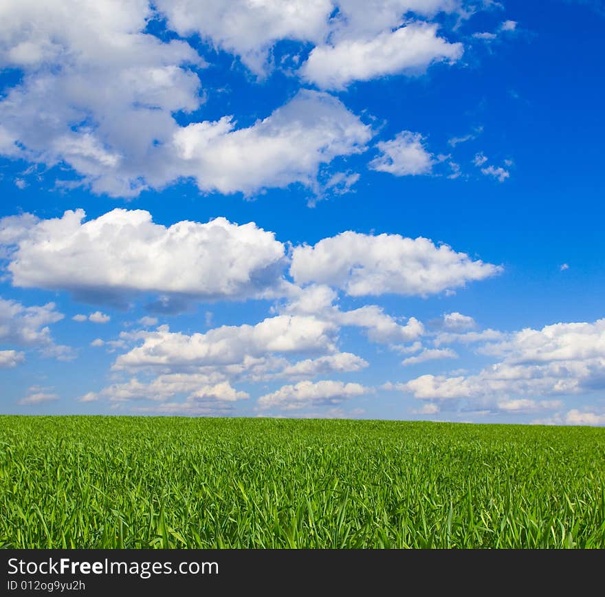 Field on a background of the blue sky. Field on a background of the blue sky